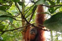 From Medan 1 day Bukit Lawang Jungle Trekking to see Orangutan