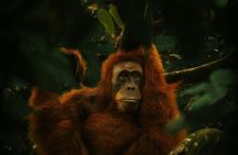 From Medan 1 day Bukit Lawang Jungle Trekking to see Orangutan