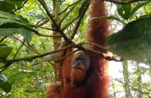 From Medan 1 day Bukit Lawang Jungle Trekking to see Orangutan