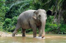 Khaolak Elephant Sanctuary Visit & River Tubing Tour