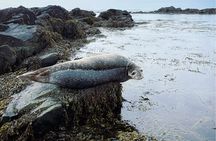 4 Hour Isafjordur and Dynjandi Tour With Photo Stops