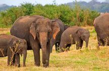 Pottuvil Lagoon Tour : Mangrove Adventure in Arugam Bay