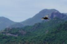 Skadar Lake: 4-Hour Guided tours on Kayak