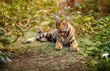 2-Days Wilderness Escape to Pench National Park from Nagpur