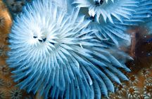 Exclusive Concierge Shore Dive – Small Group Adventure (2+Divers)