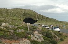 Table Mountain and Cape of Good Hope with Penguins 