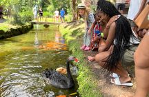 Oahu Family Adventure: Circle Island Tour + Byodo-in Temple