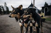 Rovaniemi: Born to Run 4km Self driven Husky Cart tour in Autumn