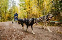 Rovaniemi: Born to Run 4km Self driven Husky Cart tour in Autumn