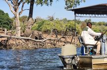 Gentle Giants at the Water’s Edge: Half day Chobe River Safari