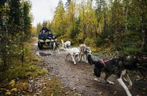 3Km Husky Tour & Kennel Visit: Running with the Pack in Autumn