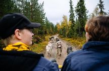 3Km Husky Tour & Kennel Visit: Running with the Pack in Autumn