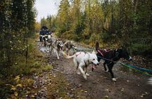 3Km Husky Tour & Kennel Visit: Running with the Pack in Autumn