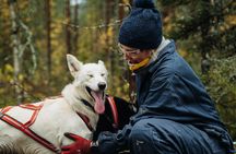 3Km Husky Tour & Kennel Visit: Running with the Pack in Autumn