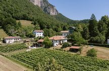 Visit of the vineyard on Mount Mezzocorona and tasting of 3 wines