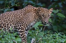 Sri Lanka 4WD Tissamaharama Tour Experience