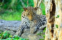 Sri Lanka 4WD Tissamaharama Tour Experience