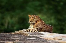 Sri Lanka 4WD Tissamaharama Tour Experience
