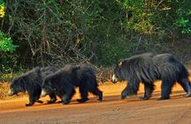 Sri Lanka 4WD Tissamaharama Tour Experience