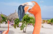Aruba De Palm Island All-Inclusive Day Trip with Transport