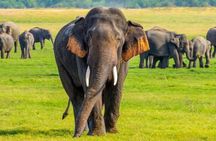 waild jeep Safari minneriya and kaudulla national park