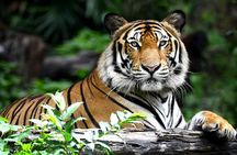 The Maharaja Trail : 5 Days Delhi, Agra, Ranthambhore, Jaipur 