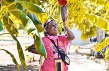 Buggy Tour Punta Cana: MagicalCaves ,Dream Beaches & Culture