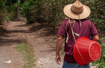 Coffee Tour in Antigua Guatemala