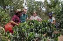 Coffee Tour in Antigua Guatemala