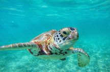 Explore Akumal: Private transportation and Turtle Swim Adventure 