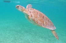 Explore Akumal: Private transportation and Turtle Swim Adventure 