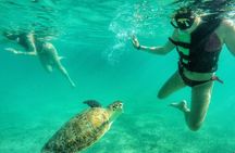 Explore Akumal: Private transportation and Turtle Swim Adventure 