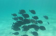 Private Tour: Turtle Swim & Open Cenote