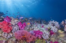 Adventures of the Lost Atlantis Bimini Road