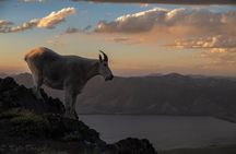 Best of Yellowstone National Park **Private** Tour