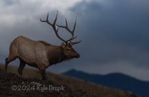 Best of Yellowstone National Park **Private** Tour