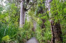 Guided Puketi Kauri Forest Tour in Bay of Islands
