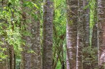 Guided Puketi Kauri Forest Tour in Bay of Islands