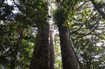 Guided Puketi Kauri Forest Tour in Bay of Islands