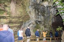 Kawiti Family Glowworm Caves Guided Tour in Bay of Islands