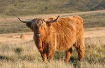 Orkney Echoes Private Half Day Tour