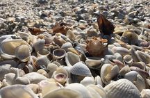 3 Hour Keewaydin Island Shelling Adventure