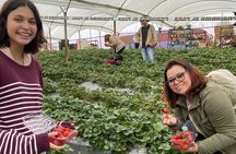 Private Tour to Poás Volcano with Local Strawberry Tasting