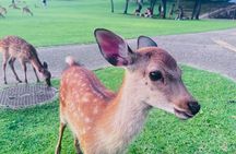 Private Kyoto ＆ Nara Customized Day Tour With English Guide & Veh