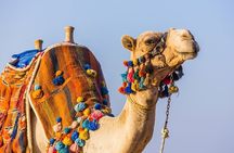 Super Safari ATV and Sunset Camel Ride With Dinner in Marsa Alam