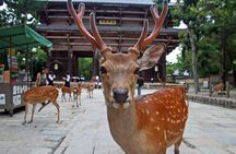 Kiyomizu dera Fushimi Inari and Nara Park Day Tour