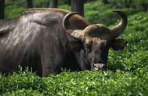 Explore Nagarhole National Park and Namdroling Monastery