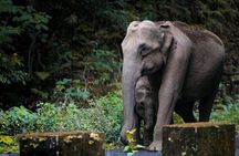 Explore Nagarhole National Park and Namdroling Monastery