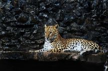 Explore Nagarhole National Park and Namdroling Monastery