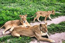 From Roar to River: Chobe’s Ultimate Sunrise-to-Sunset Safari